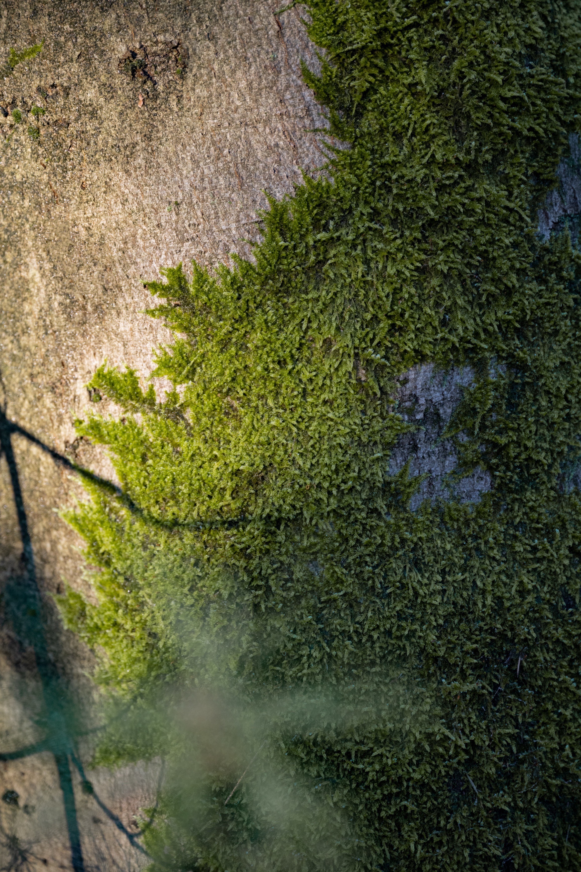 Studio HENK Trace Outdoor